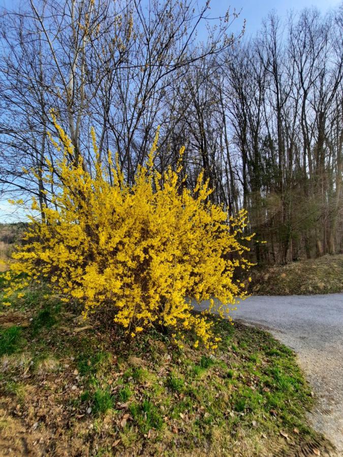 Holiday Home Neokrnjena Narava Sevnica 外观 照片